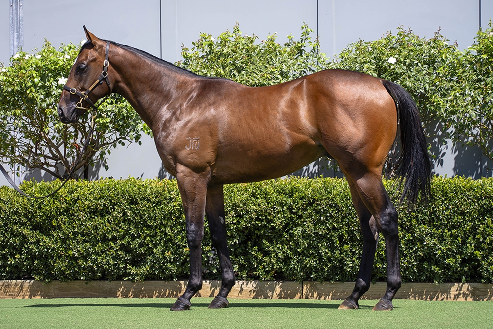 Best of Bordeaux (AUS) / I Am Ready (AUS) 2024 Colt - Image 1