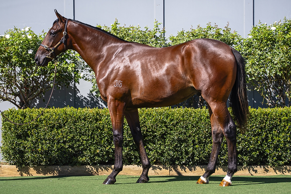 D'Argento (AUS) / Kristy Lee (AUS) 2024 Colt - Image 1