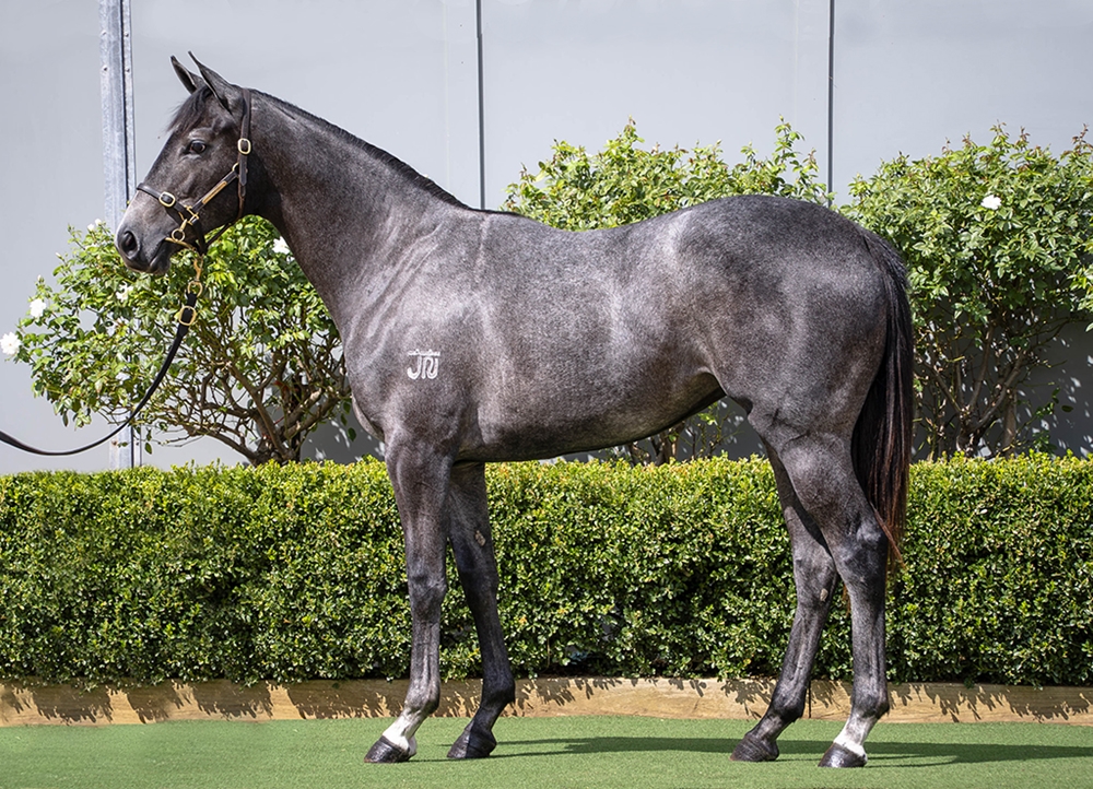 D'Argento (AUS) / Little Miss Peggy (AUS) 2024 Filly - Image 1