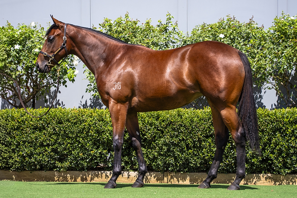Cool Aza Beel (NZ) / Parmageddon (AUS) 2024 Filly - Image 1