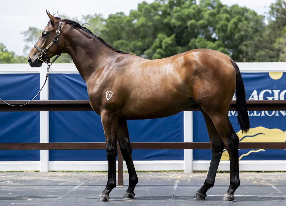 Farnan (AUS) / Reef Knot (AUS) 2024 Colt - Image 1
