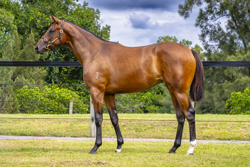 Royal Meeting (IRE) / Brooklyn Bridge (AUS) 2024 Filly - Image 1