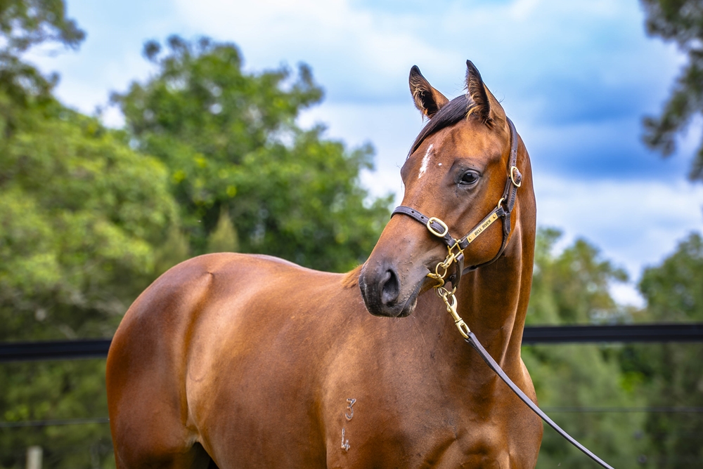 Royal Meeting (IRE) / Brooklyn Bridge (AUS) 2024 Filly - Image 2