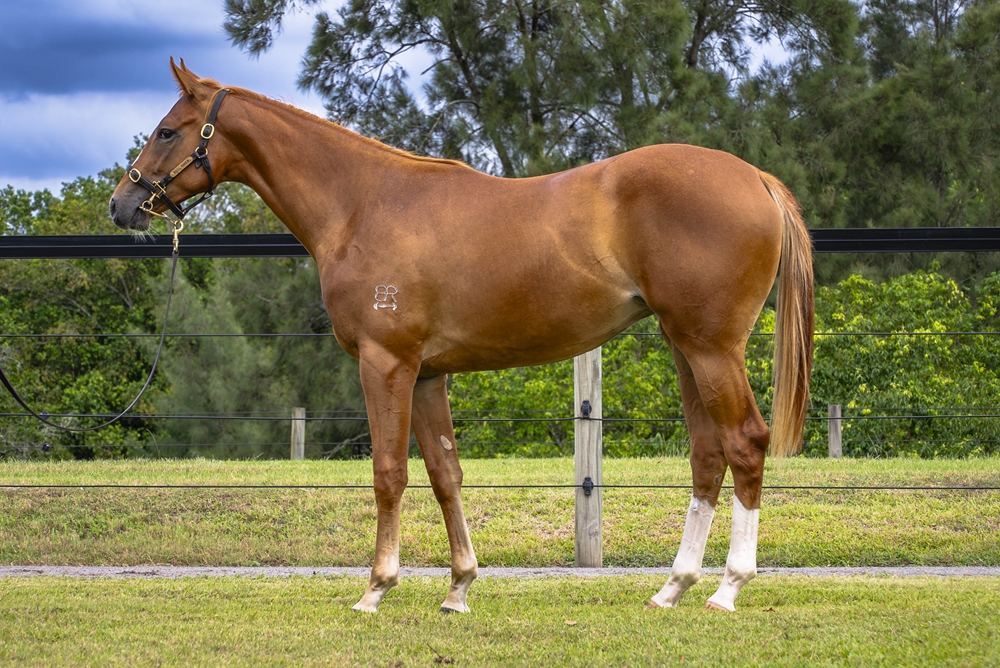 Stronger (AUS) / Good Looking Mare (AUS) 2024 Filly - Image 1
