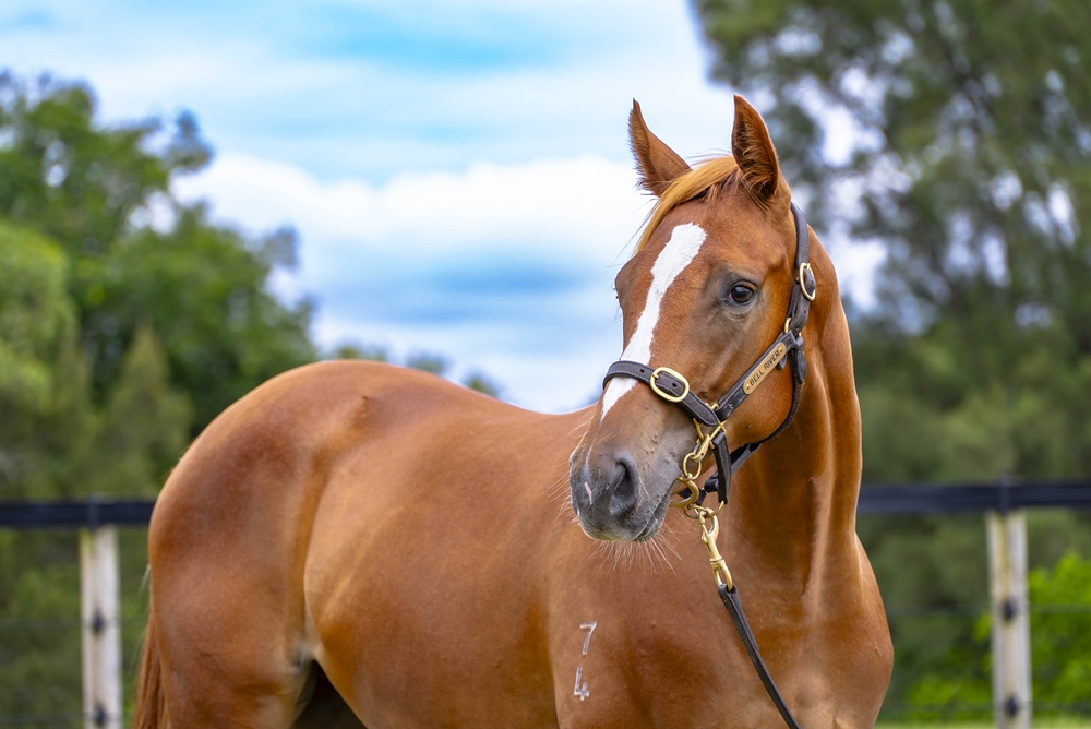 Stronger (AUS) / Good Looking Mare (AUS) 2024 Filly - Image 2