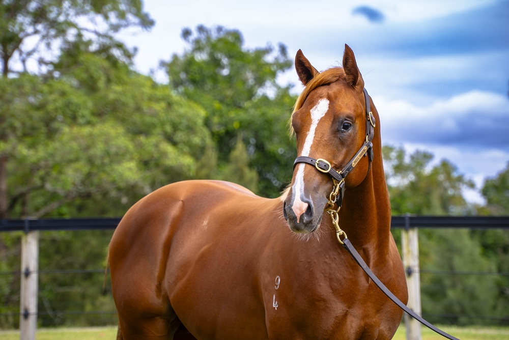 Anders (AUS) / Serious Doubts (AUS) 2024 Colt - Image 2