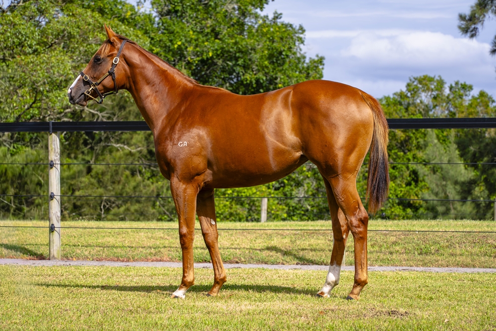 Extreme Warrior (AUS) / Marquis Delaguiche (AUS) 2024 Filly - Image 1