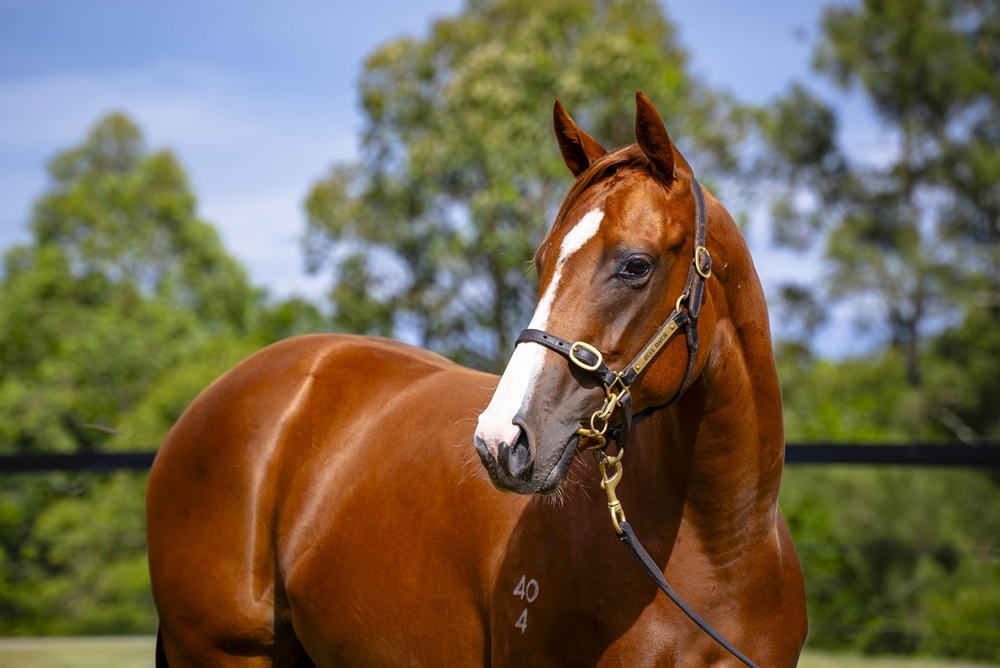 Extreme Warrior (AUS) / Marquis Delaguiche (AUS) 2024 Filly - Image 2