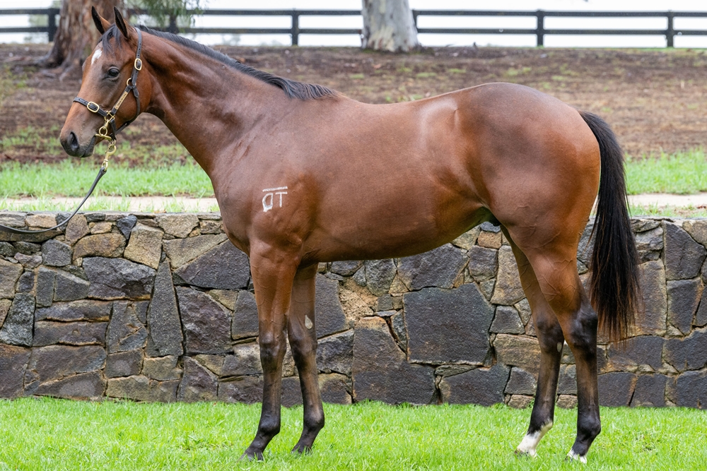 Daumier (AUS) / Fast and Sexy (AUS) 2024 Colt - Image 1