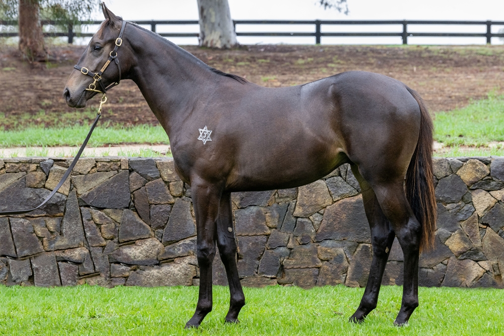 Better Than Ready (AUS) / Portrait of Macie (AUS) 2024 Colt - Image 1