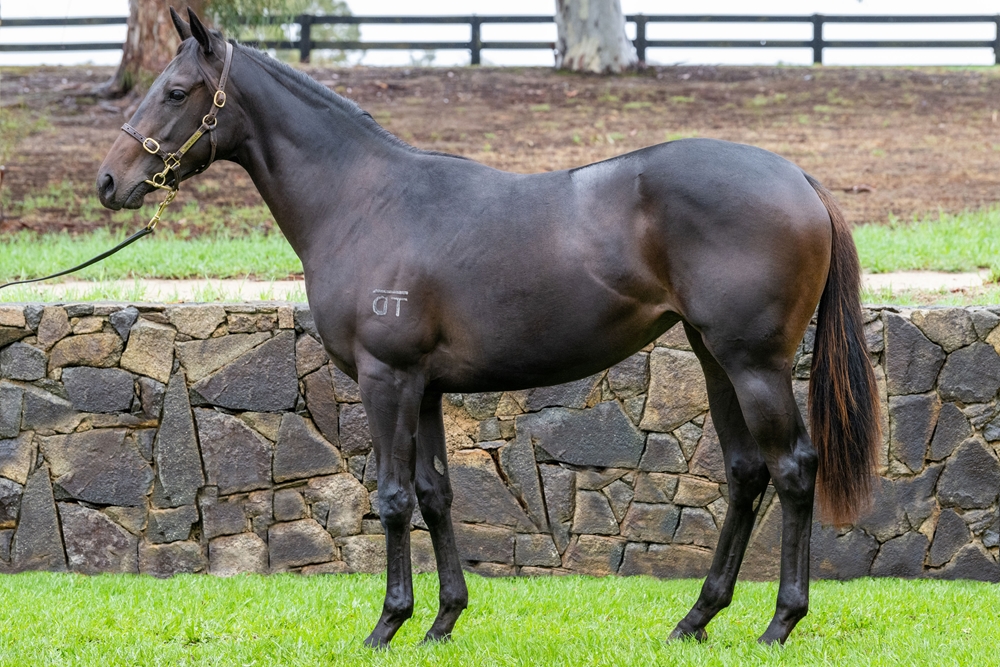 Daumier (AUS) / Thud (AUS) 2024 Filly - Image 1