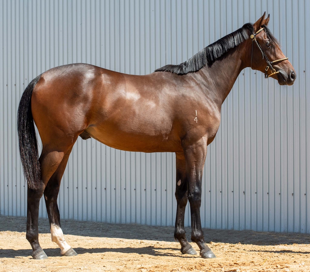I Am Immortal (AUS) / Peaches de Lune (AUS) 2024 Colt - Image 1