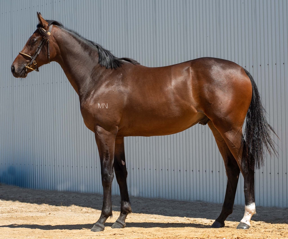 I Am Immortal (AUS) / Peaches de Lune (AUS) 2024 Colt - Image 2