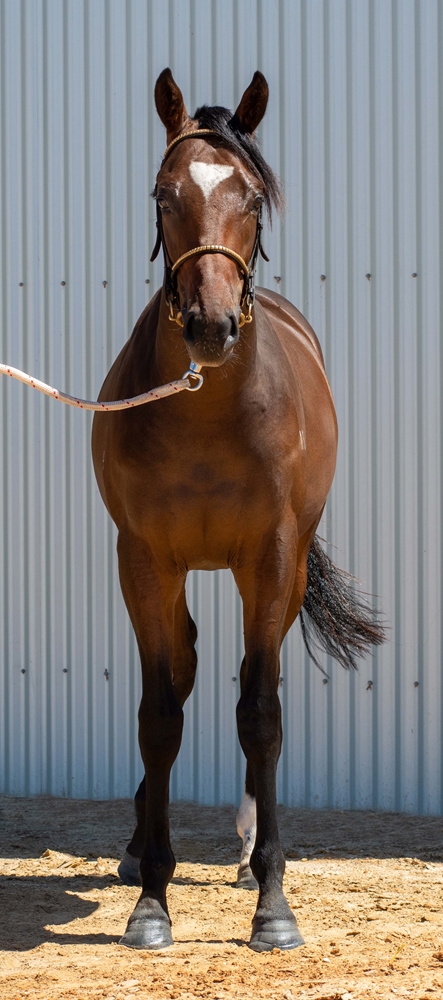 I Am Immortal (AUS) / Peaches de Lune (AUS) 2024 Colt - Image 3