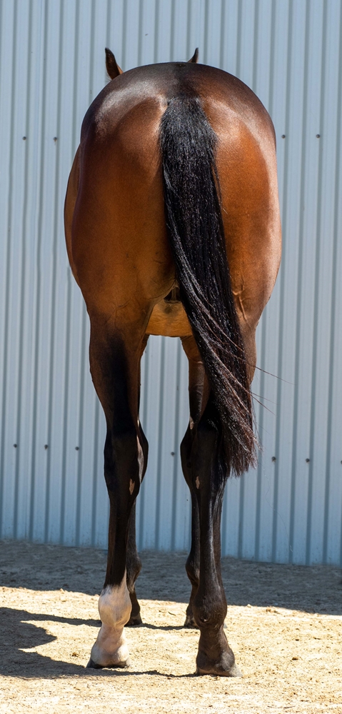 I Am Immortal (AUS) / Peaches de Lune (AUS) 2024 Colt - Image 4