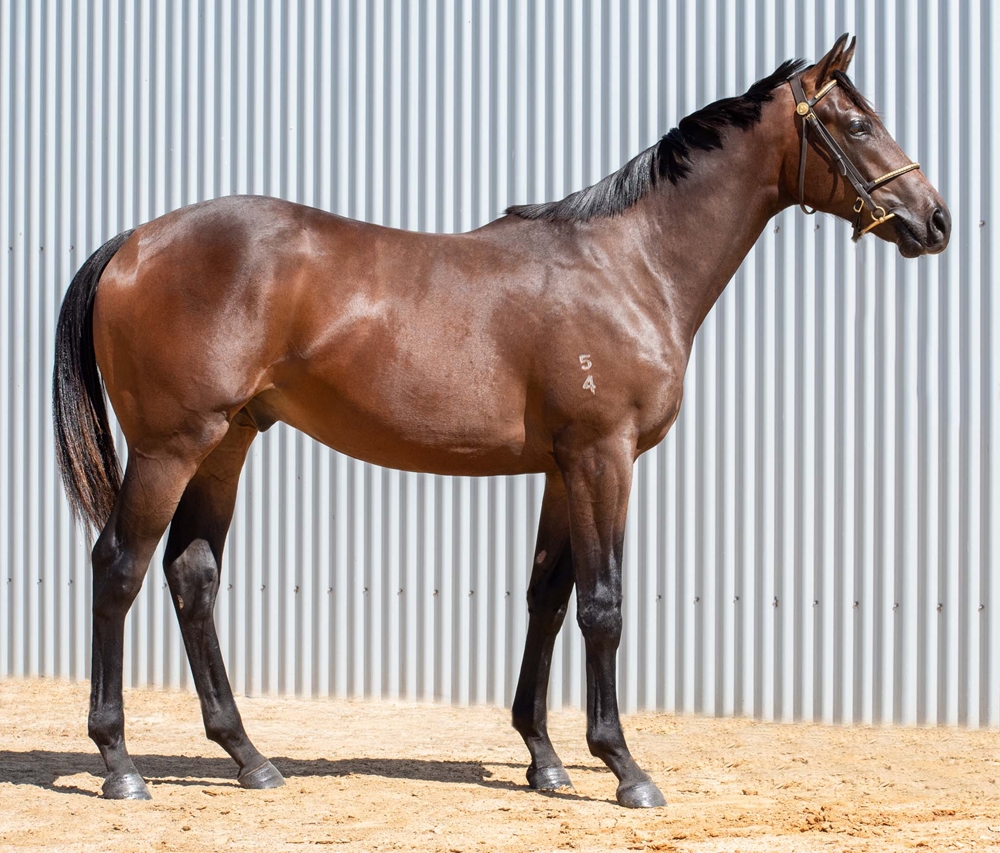 Tassort (AUS) / Langbein (NZ) 2024 Colt - Image 2