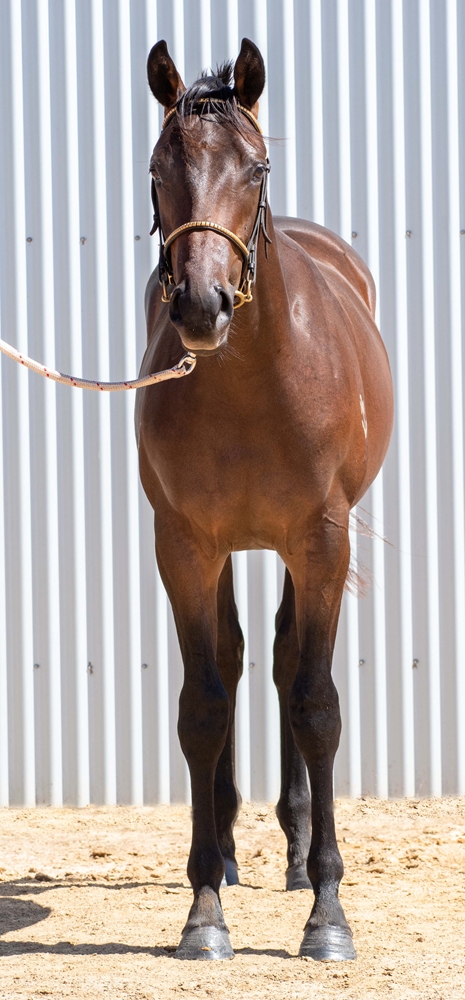 Tassort (AUS) / Langbein (NZ) 2024 Colt - Image 3