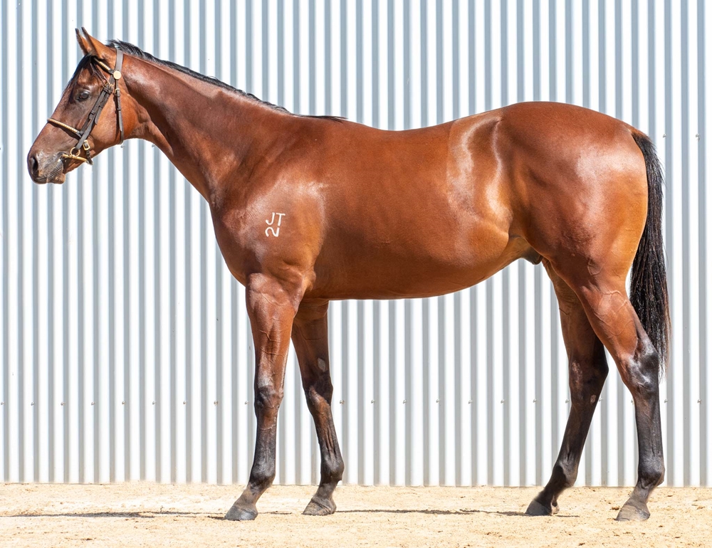 Dirty Work (AUS) / Esprit Hi (AUS) 2024 Colt - Image 1