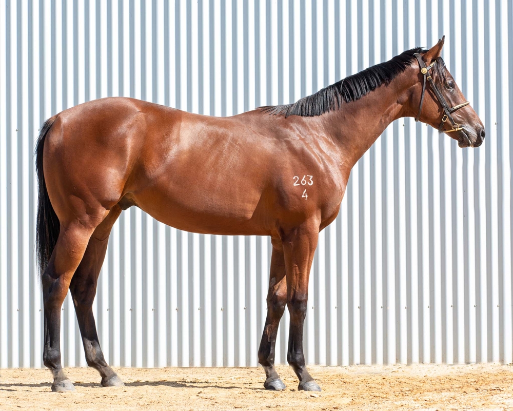 Dirty Work (AUS) / Esprit Hi (AUS) 2024 Colt - Image 2