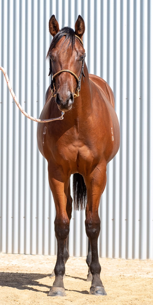Dirty Work (AUS) / Esprit Hi (AUS) 2024 Colt - Image 3