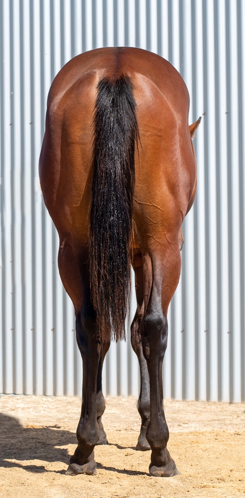 Dirty Work (AUS) / Esprit Hi (AUS) 2024 Colt - Image 4