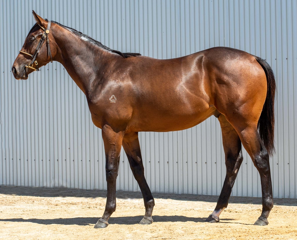 Barood (AUS) / Vain Sonata (AUS) 2024 Colt - Image 1