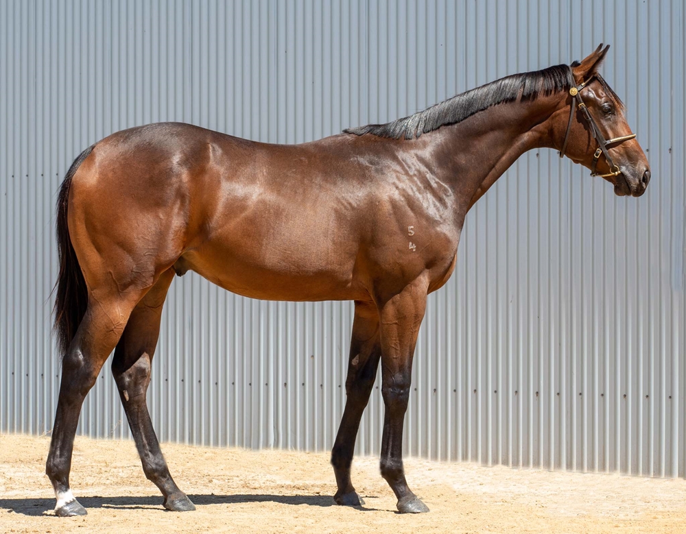 Barood (AUS) / Vain Sonata (AUS) 2024 Colt - Image 2