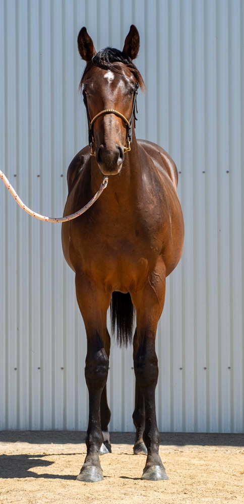 Barood (AUS) / Vain Sonata (AUS) 2024 Colt - Image 3
