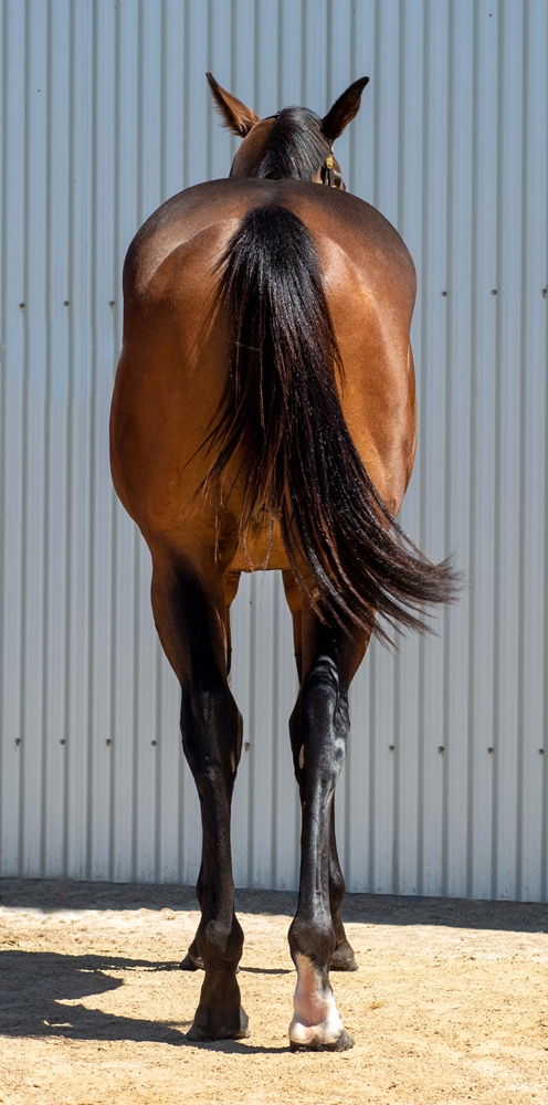 Barood (AUS) / Vain Sonata (AUS) 2024 Colt - Image 4