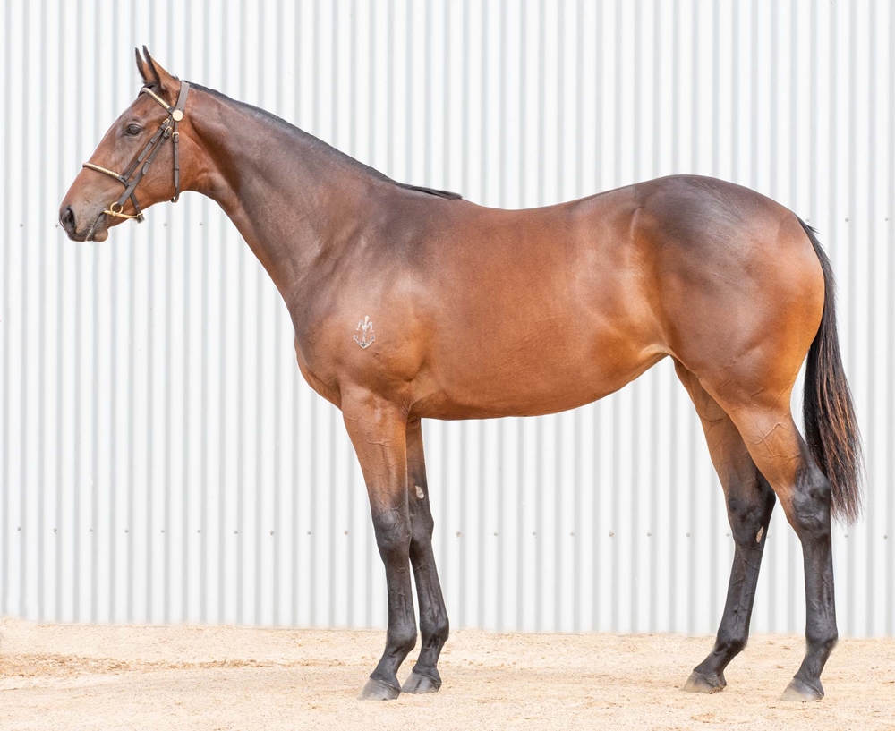 Spirit of Boom (AUS) / Stolen Angel (AUS) 2024 Filly - Image 1