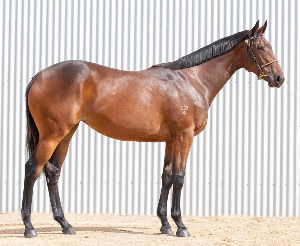 Spirit of Boom (AUS) / Stolen Angel (AUS) 2024 Filly - Image 2