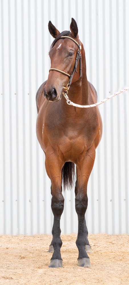 Spirit of Boom (AUS) / Stolen Angel (AUS) 2024 Filly - Image 3