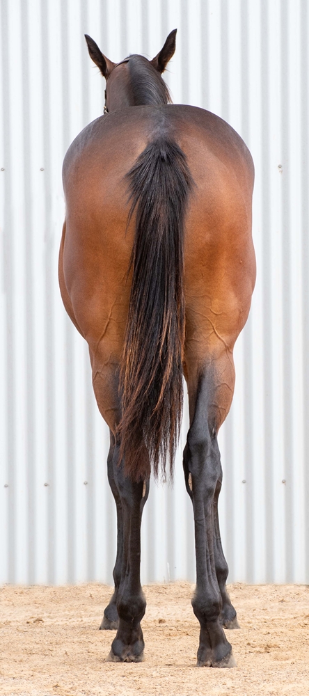 Spirit of Boom (AUS) / Stolen Angel (AUS) 2024 Filly - Image 4