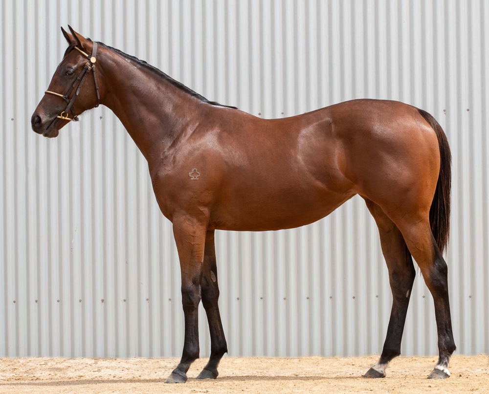 Yes Yes Yes (AUS) / Stanley Beach (GB) 2024 Filly - Image 1
