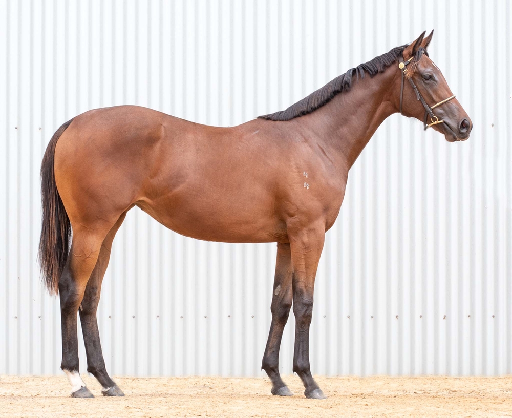 Yes Yes Yes (AUS) / Stanley Beach (GB) 2024 Filly - Image 2