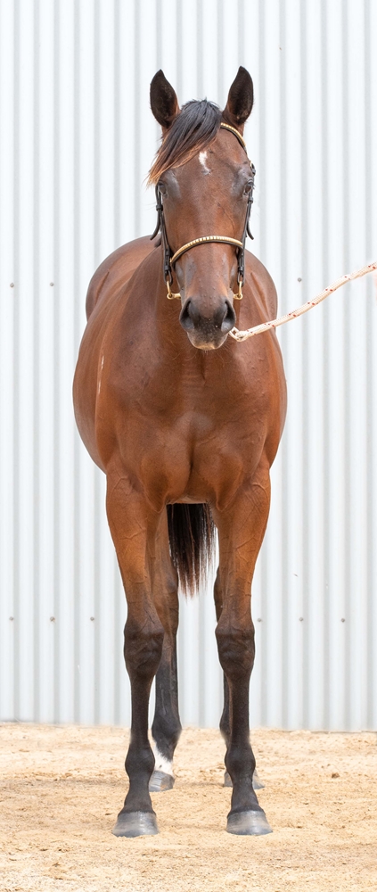 Yes Yes Yes (AUS) / Stanley Beach (GB) 2024 Filly - Image 3