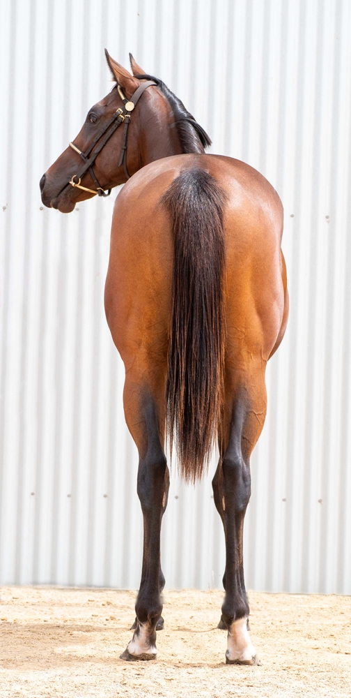 Yes Yes Yes (AUS) / Stanley Beach (GB) 2024 Filly - Image 4