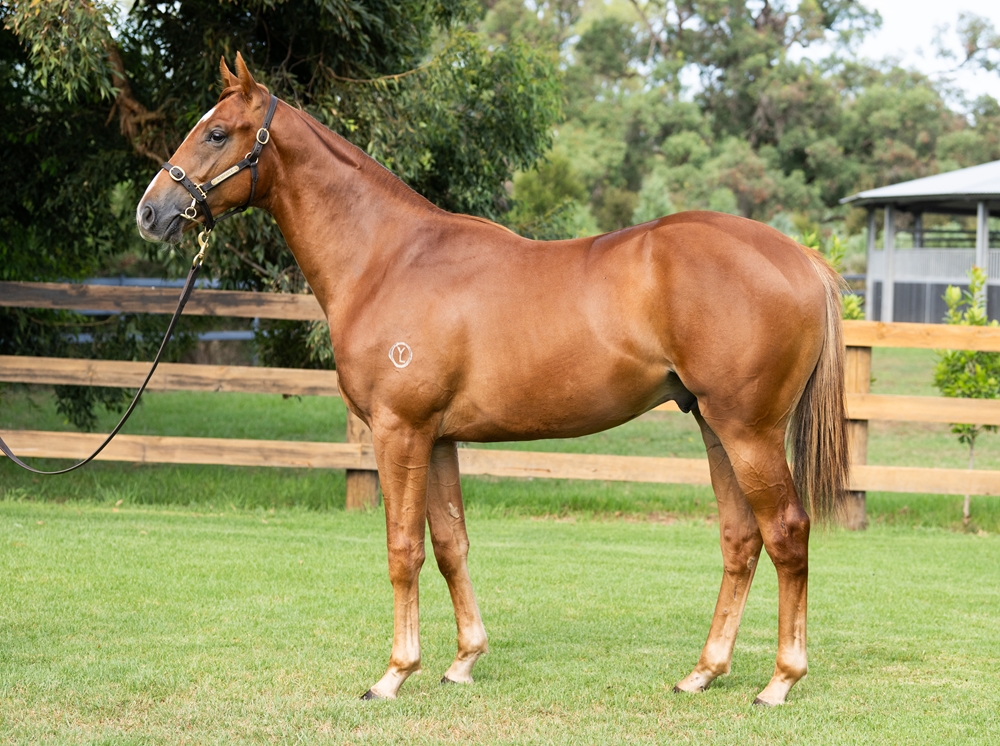 Tagaloa (AUS) / Who Doubted Me (AUS) 2024 Colt - Image 1
