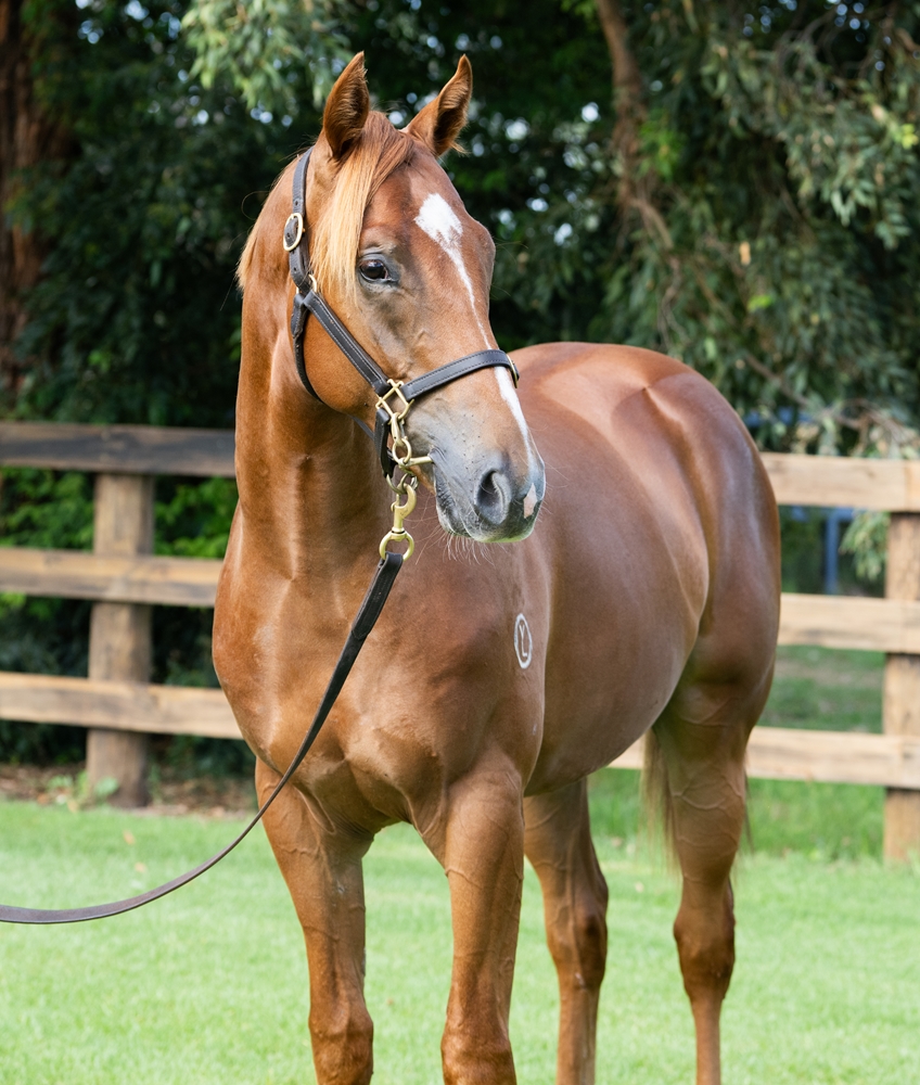 Tagaloa (AUS) / Who Doubted Me (AUS) 2024 Colt - Image 2