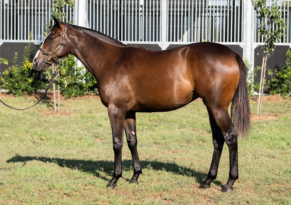 Tagaloa (AUS) / Bondi Bikini (AUS) 2024 Filly - Image 1