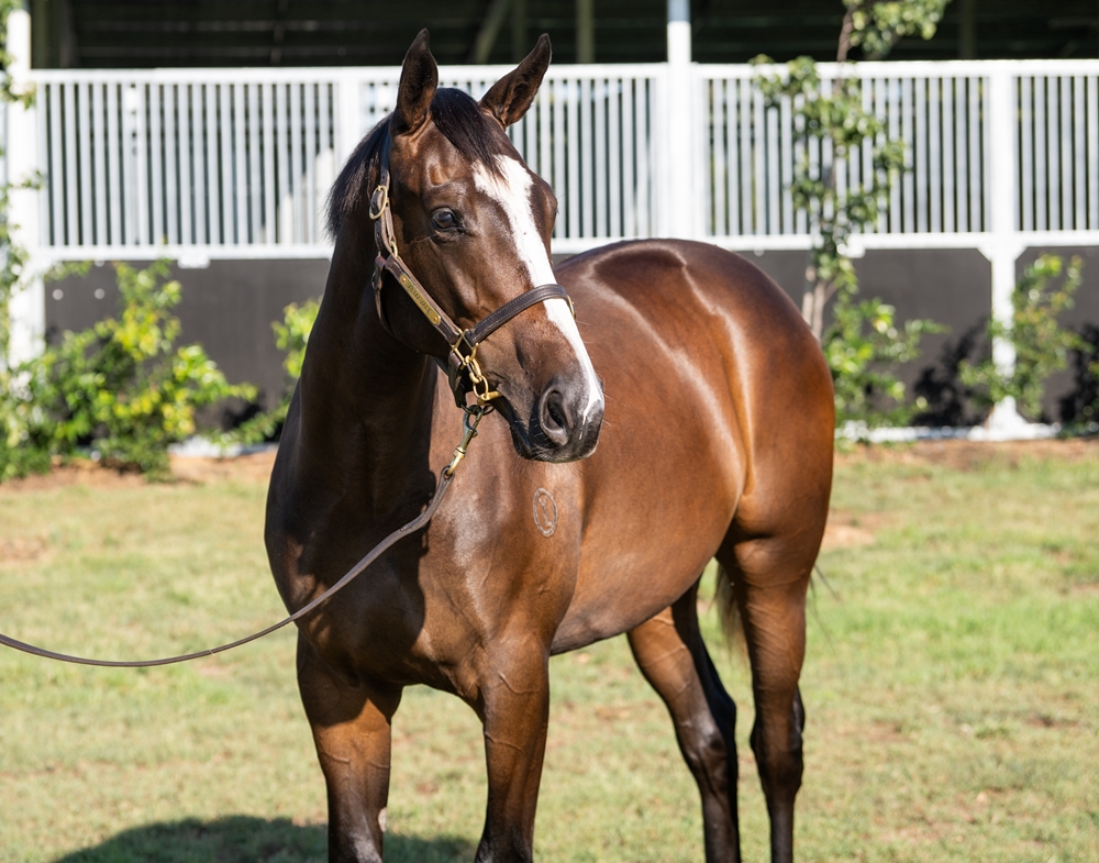 Tagaloa (AUS) / Bondi Bikini (AUS) 2024 Filly - Image 2