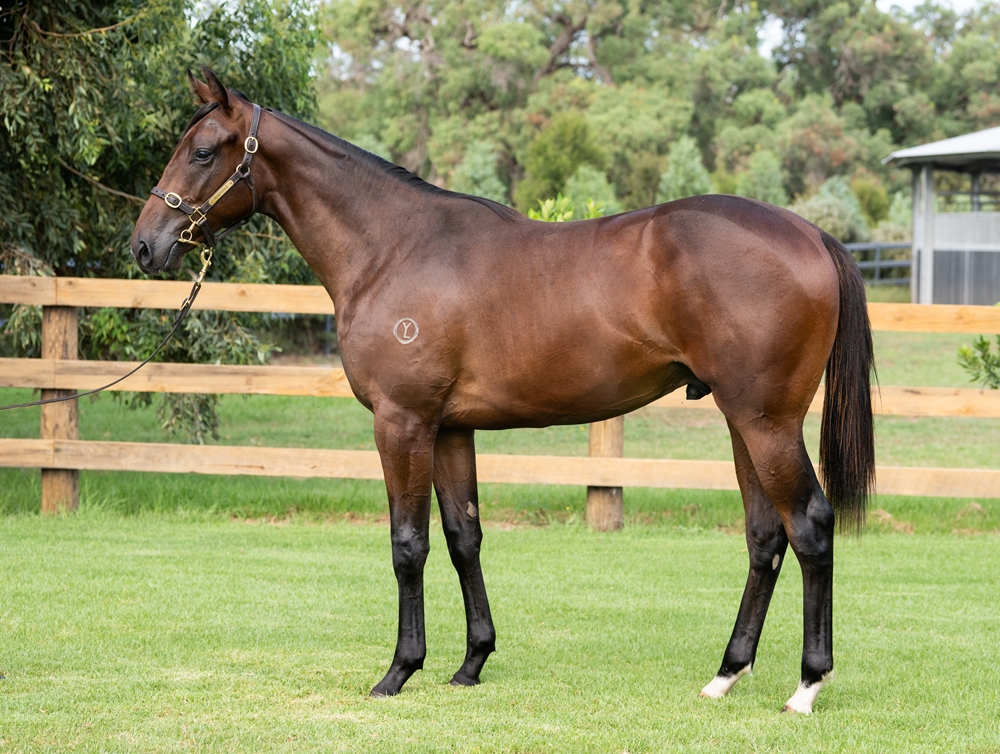 Grunt (NZ) / Hagino Dancing (JPN) 2024 Colt - Image 1