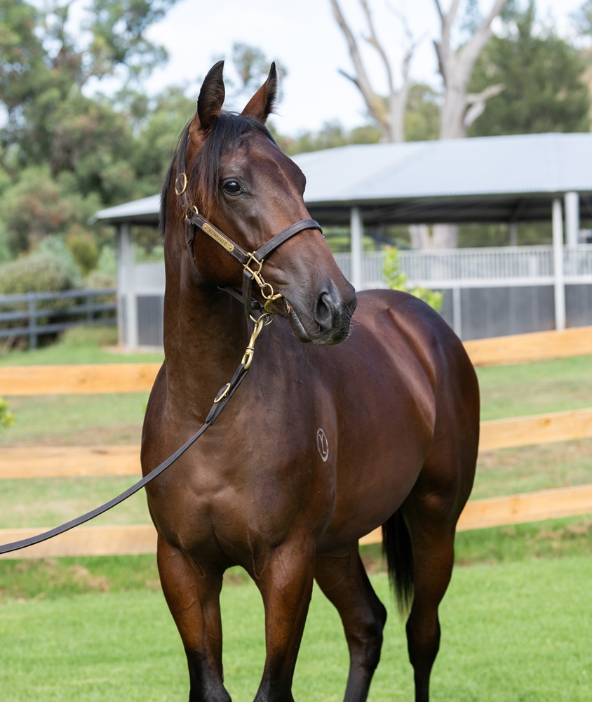 Grunt (NZ) / Hagino Dancing (JPN) 2024 Colt - Image 2