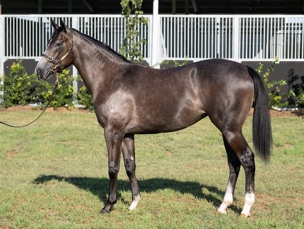 Alabama Express (AUS) / Mighty Grace (AUS) 2024 Filly - Image 1