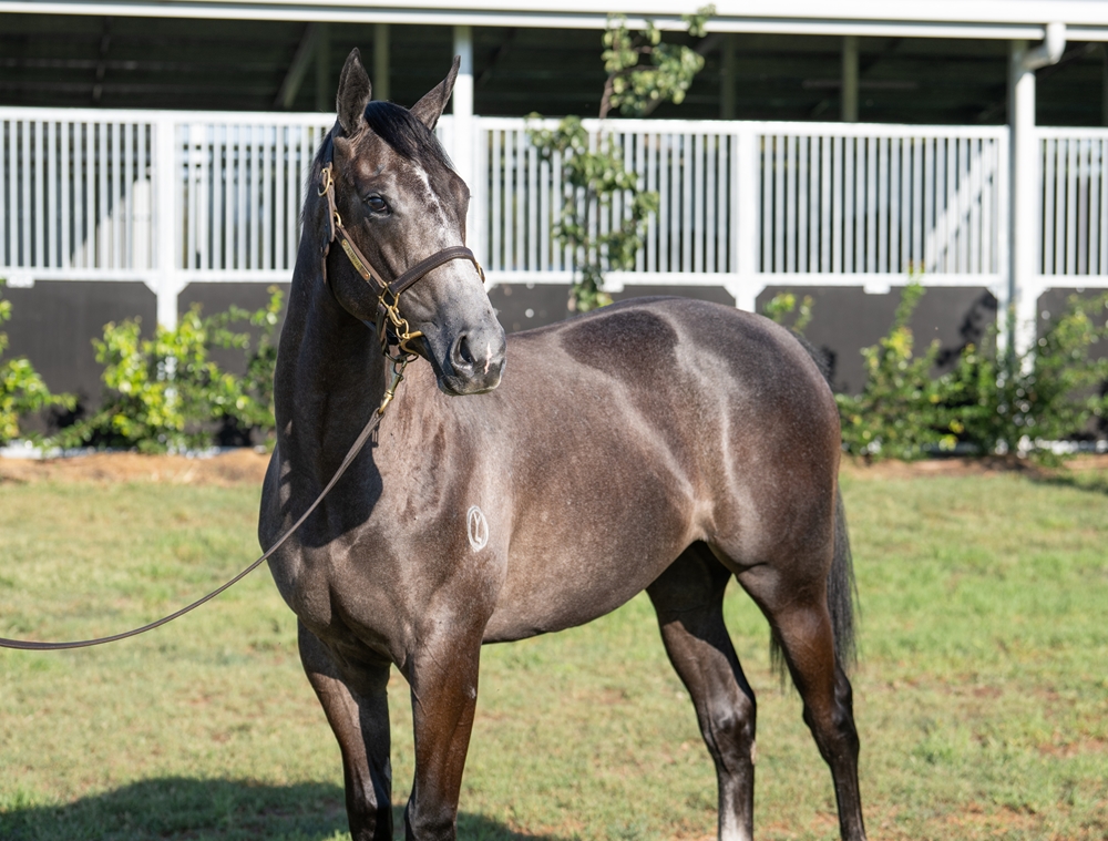 Alabama Express (AUS) / Mighty Grace (AUS) 2024 Filly - Image 2