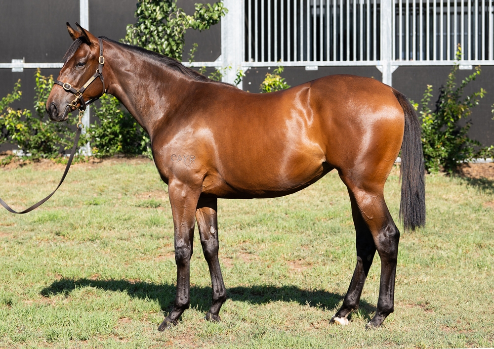 Portland Sky (AUS) / Moonlight Trance (AUS) 2024 Filly - Image 1