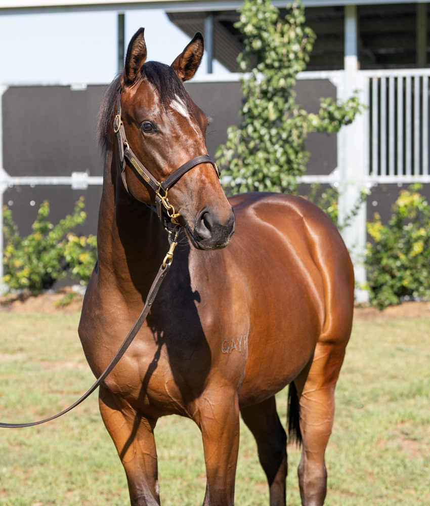 Portland Sky (AUS) / Moonlight Trance (AUS) 2024 Filly - Image 2