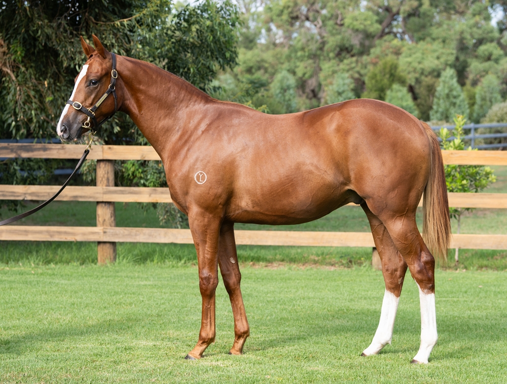 Lucky Vega (IRE) / Primavera (AUS) 2024 Colt - Image 1