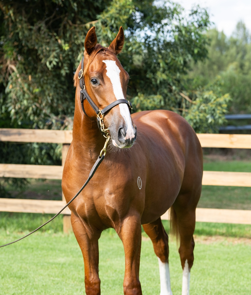 Lucky Vega (IRE) / Primavera (AUS) 2024 Colt - Image 2