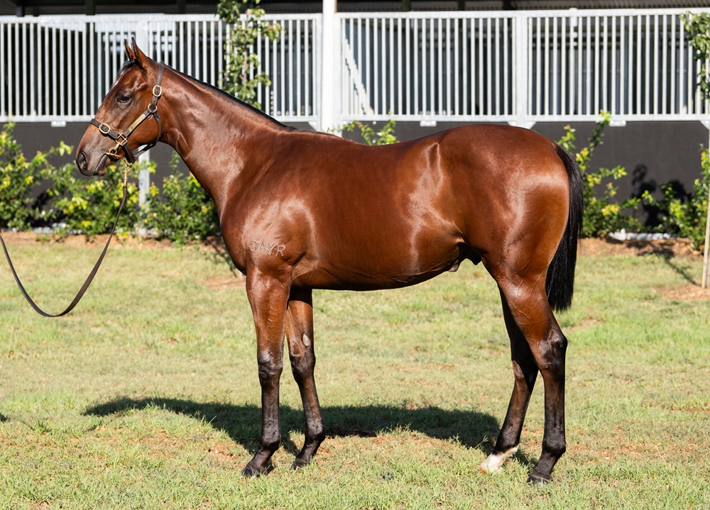 All Too Hard (AUS) / Ruby Sea (AUS) 2024 Colt - Image 1